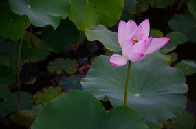 ��Ҷˮ����