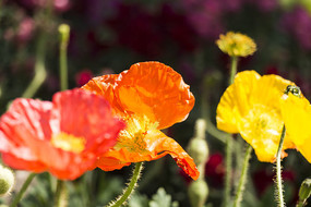 �����˻���