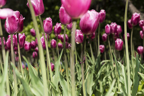 �ۺ�������