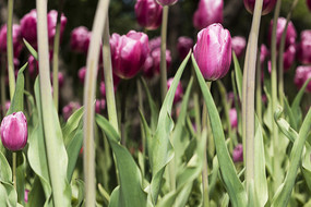 �ۺ������㻨��