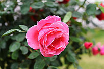 ��ɫ�¼���