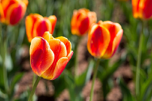 ��ɫ��������