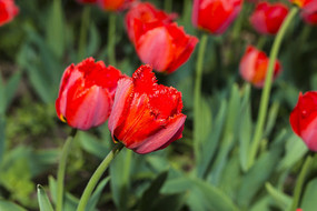 ��ɫ������