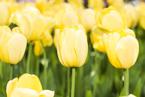 ��ɫ������