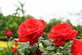 ������¼�