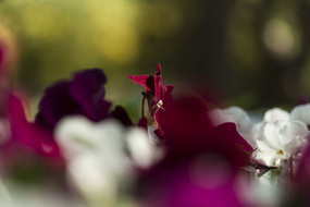 �λ���ɫ��