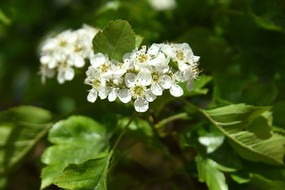 ɽ��������Ļ���