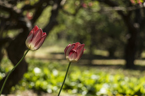 ʱ��������