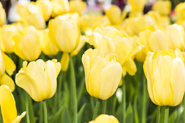 ̫��������