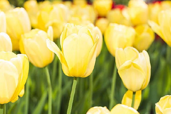 ̫�������㻨��