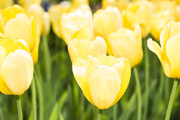 ̫�������㻨��