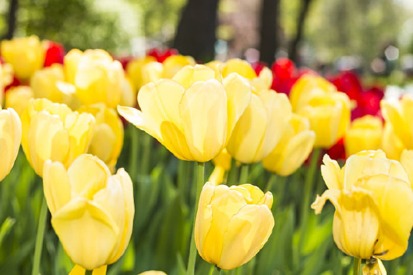 ̫�������㻨��