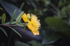 һ��ʢ���Ľ�˿��