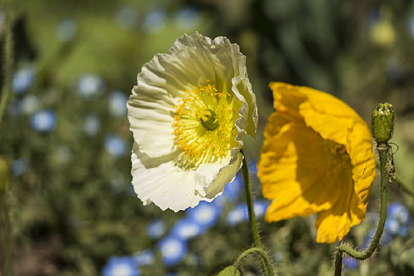 ��ɫ��ɫ������