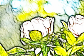 ��ɫĵ����