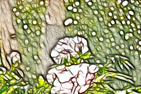 ��ɫĵ����