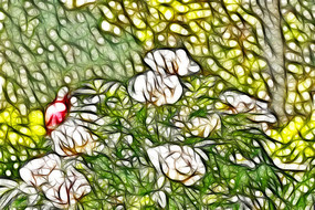 ��ɫĵ�����廭