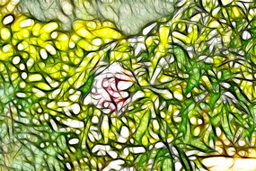 ��ɫĵ�����滭