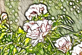 ��ɫĵ������������