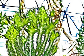 �����������Ƴ���滭