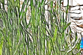 �����������Ƴ���������