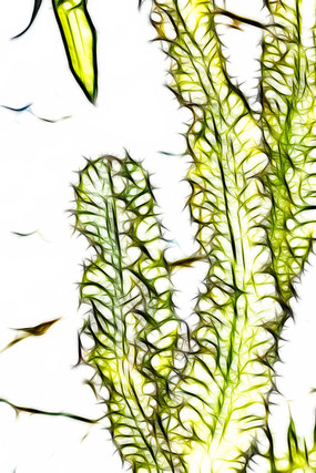 �����������ƽ���