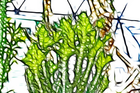 ������������ֲ�����