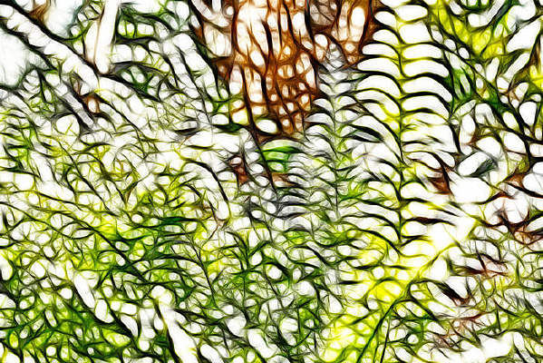 ����ާ��ֲ��������