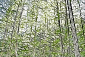 ����ˮɼ���ֲ廭