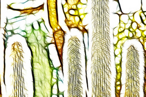 ��ѩ��������