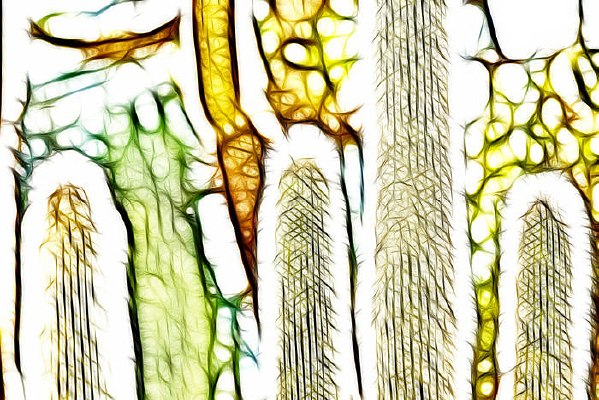 ��ѩ��������