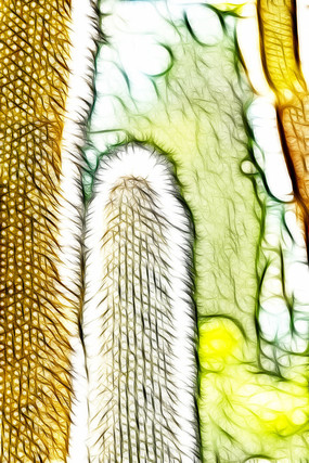 ��ѩ�������Ƴ���������