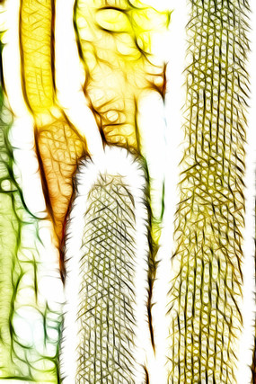 ��ѩ����������������