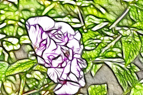 ��ɫĵ���������廭