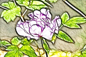 ��ɫĵ������������