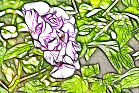 ��ɫĵ���������޿�