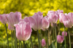 ��ɫ������Զ��