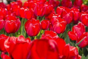 ��ɫӡ��������