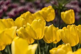 ������˹��������