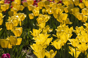 ������˹�������㻨��