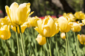 ��ɫ������