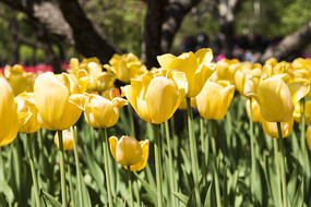 ��ɫ������