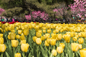 ��ɫ�����㻨��