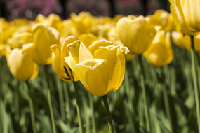 ��ɫ�����㻨��