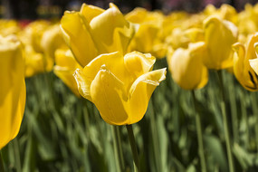 ��ɫ��������д