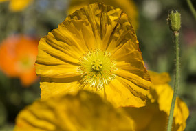 ��ɫ�����˻�