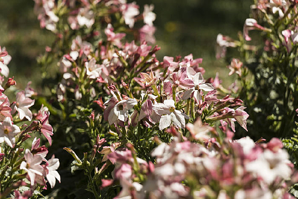 ���̲ݻ���