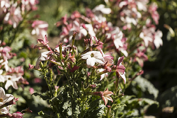 ���̲ݽ���