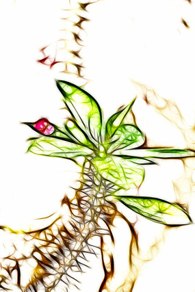 虎刺梅花蕾抽象画