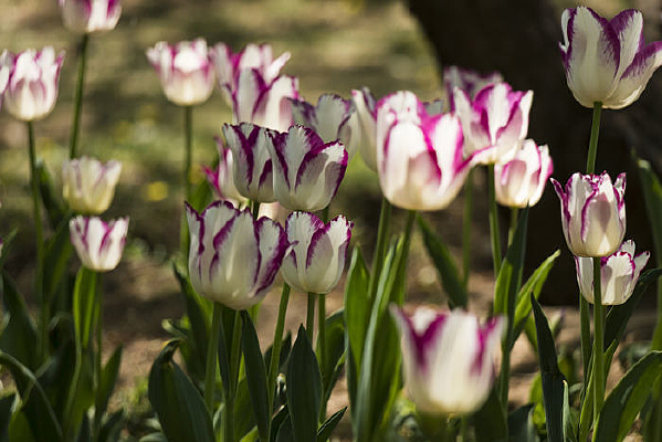 ��Ͽ������㻨��